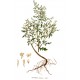 Artemisia Blattschnitt