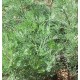 Artemisia Blattschnitt
