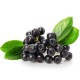 ARONIA VIDA