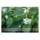 Allgäuer Blütenessenzen Weisse Taubnessel 50ml mit Blütenkarte