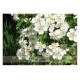 Allgäuer Blütenessenzen Weissdorn 50ml mit Blütenkarte