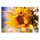 Allgäuer Blütenessenzen Sonnenblume 50ml mit Blütenkarte