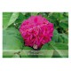 Allgäuer Blütenessenzen Rose 50ml mit Blütenkarte