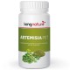 ARTEMISIA VIDA